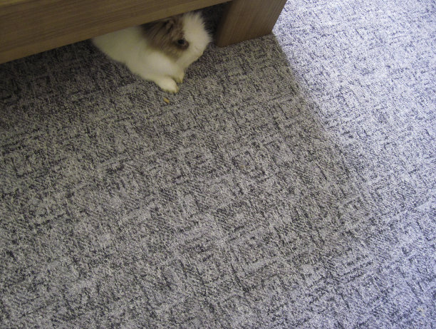 兔子躺在床下图片下载