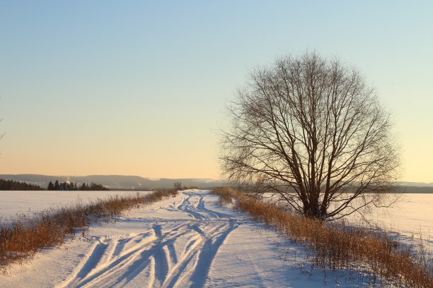 美丽的冬天的风景。路边田里的一棵大树。12月。图片下载