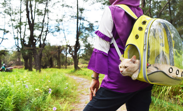 带着透明背包的猫在公园里旅行，带着宠物的概念旅行。图片下载