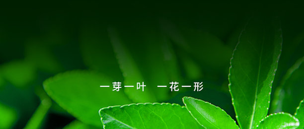 创意简约清晰茶健康公众号首图图片下载