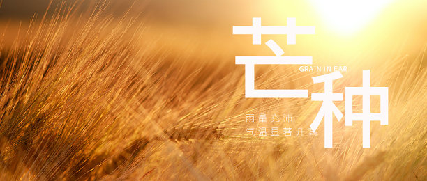 创意简约清晰芒种公众号首图图片下载