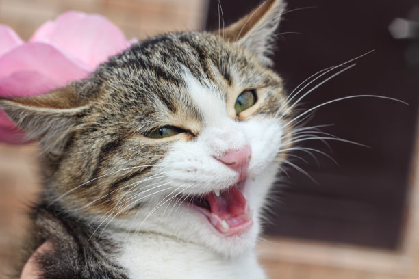 漂亮的小猫带着幸福的笑脸，张开了嘴巴图片下载