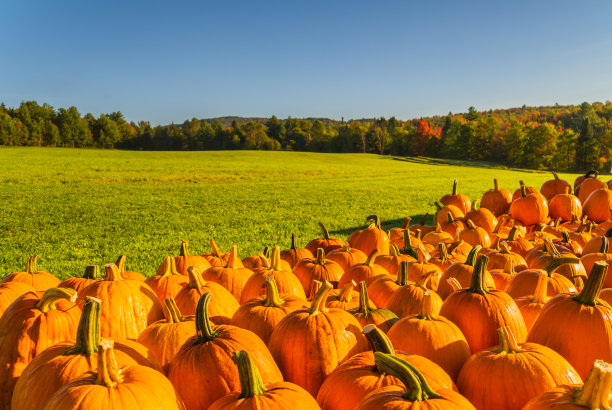 南瓜在地里出售图片下载