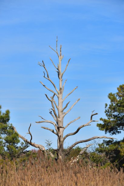 盐沼障碍图片下载