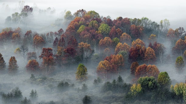 日出之前，秋日景观中有树木和雾气图片下载