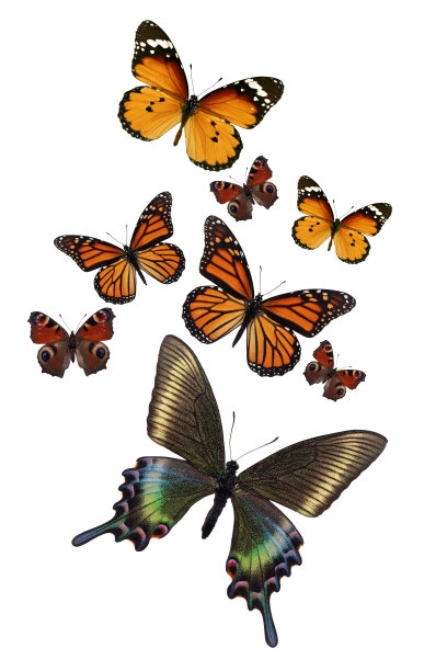 收集五彩缤纷的蝴蝶图片下载