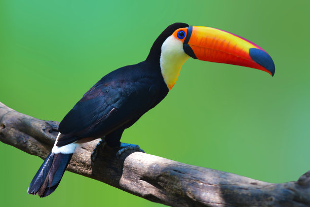 巨嘴鸟体罚鸟图片下载