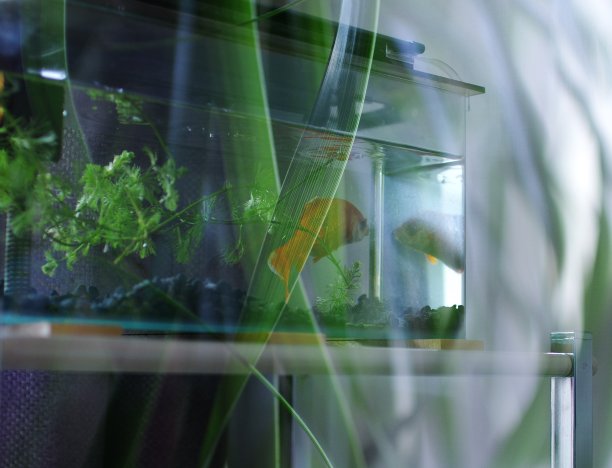 金鱼和植物多重暴露。图片下载