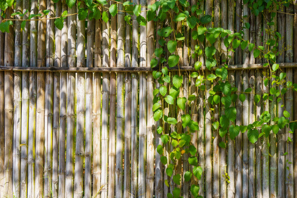 竹篱和阳光下的绿叶曾经是乡村房子的墙图片下载