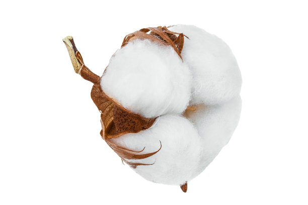 棉花植株的花孤立在白色背景与修剪路径和全深度的田地图片下载