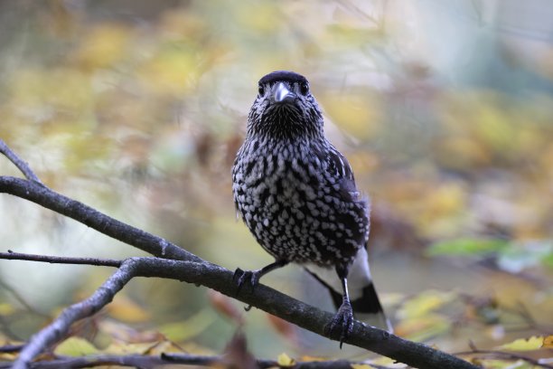 斑点胡桃钳，欧亚胡桃钳(Nucifraga caryocatactes)黑森林，德国图片下载