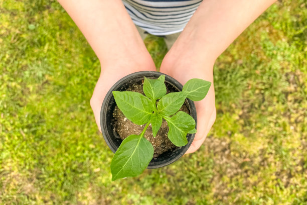 俯视图上的男孩手拿着一个花盆与绿色植物的幼苗。在家种苗。有机本土食品概念。蒙特梭利幼儿教育体系图片下载