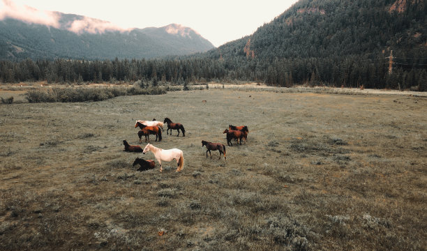 夏天，美丽的马在以山为背景的田野上吃草。无人机视频图片下载