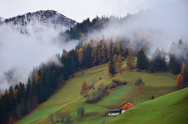 森林中的低云图片下载