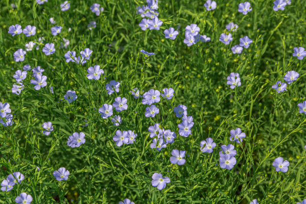 美丽的盛开的蓝色亚麻田在农村图片下载