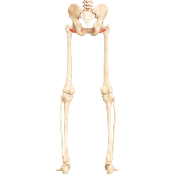 人体肌肉系统腿部肌肉闭孔外肌解剖图片下载