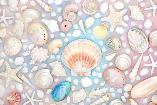扇贝和贝壳抽象背景图片下载