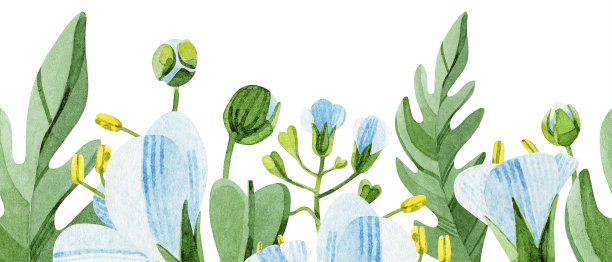 草地上的花朵。荠菜袋(荠菜袋)。手绘无缝水彩插图在白色的背景。一个设计元素，是完美的明信片，印刷品，横幅。图片下载