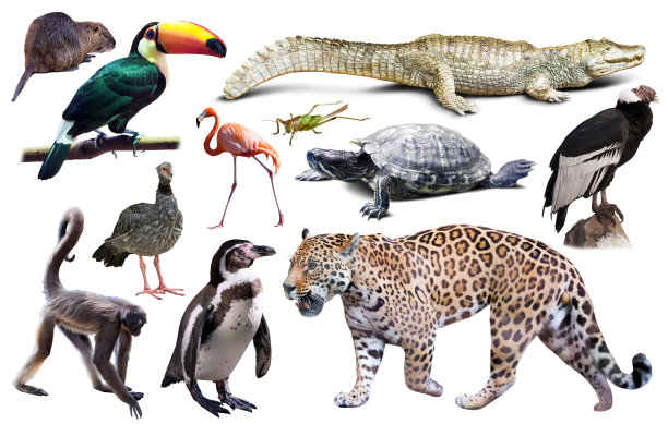 南美洲动物群集图片下载