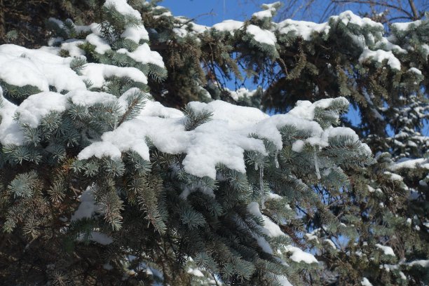 2月有雪和冰柱的云杉刺枝图片下载