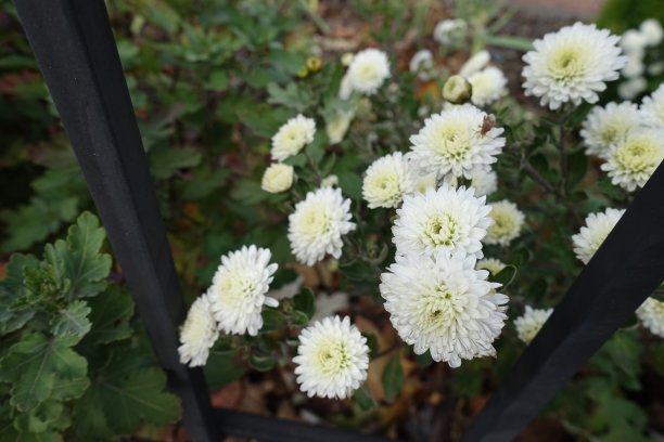 11月开象牙白色花的菊花图片下载