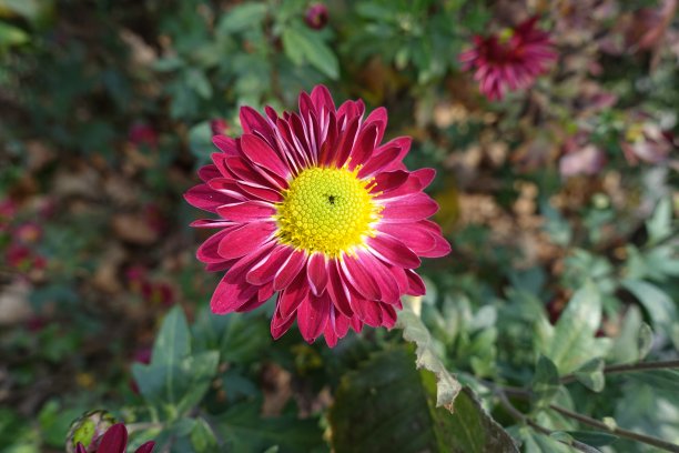 11月一朵宝石红和黄色的菊花图片下载
