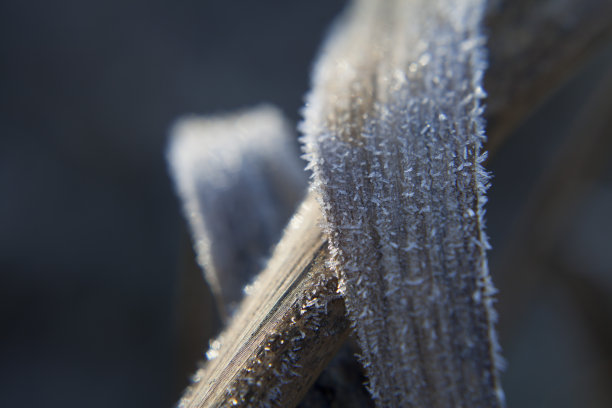 在阳光明媚的寒冷冬日里，芦苇叶子被霜覆盖的微距照片。图片下载