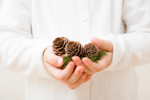 小女孩张开手掌，捧着新鲜的棕色球果和绿色的冷杉树枝。穿着白色衣服的小孩。特写镜头。前视图。为圣诞节准备装饰品。图片下载