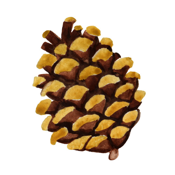 水彩画圣诞、新年装饰隔离在白色背景上。可爱的冷杉锥贺卡，纺织品，包装纸，横幅，贴纸设计，儿童游戏室墙壁装饰图片下载