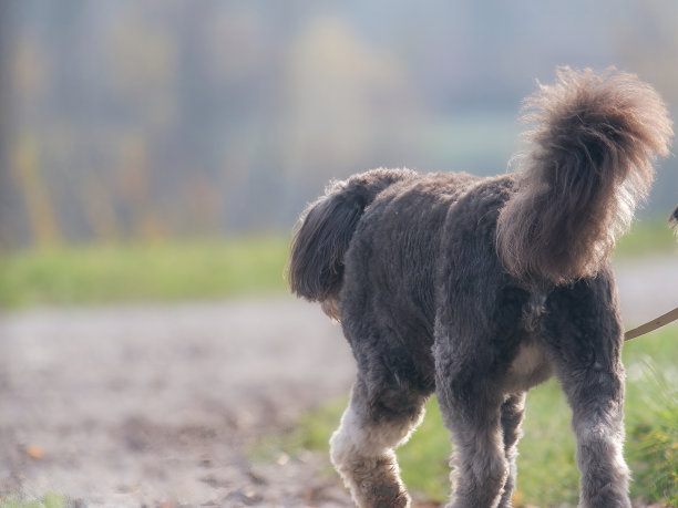 一张可爱的狮子狗走在小路上的照片图片下载