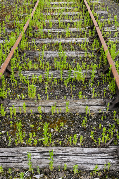 旧铁路，铁轨周围长满野草图片下载