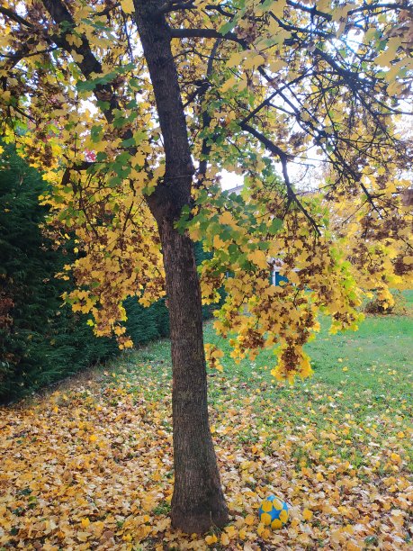 在树叶间飘荡图片下载