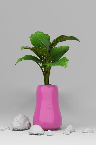 灰色背景的花瓶中的植物图片下载