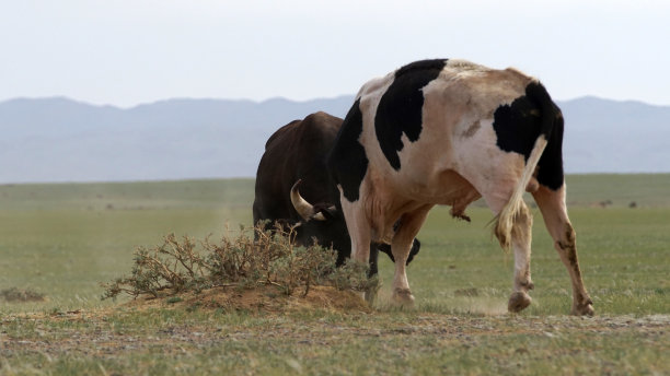 在尘土飞扬的田野上，两头母牛的额头碰在一起。一决雌雄，谁更重要，谁更强大。图片下载