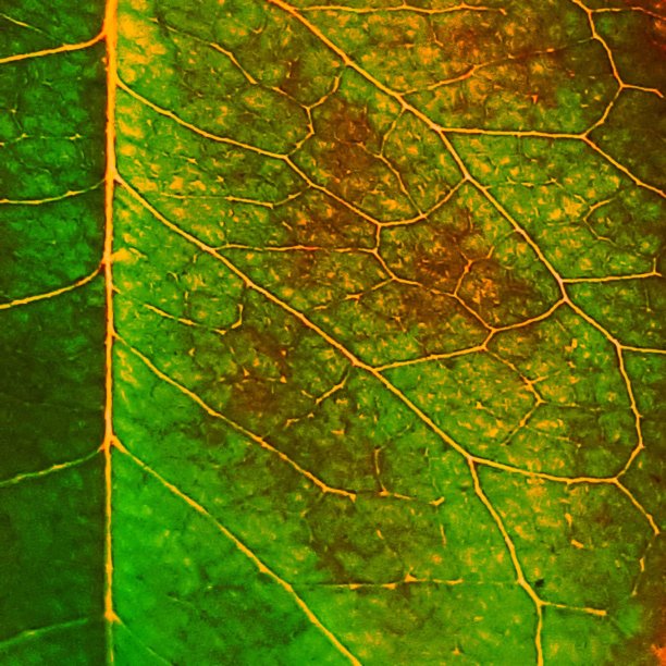 叶脉纹理彩虹色的背景图片下载