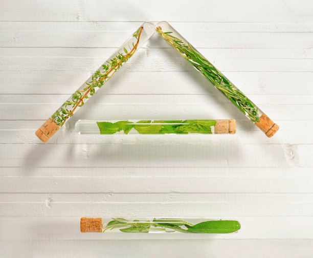 试管与绿色植物茎的排列，形成白色木制背景上的屋顶的房子。图片下载