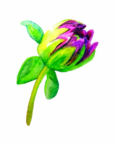 用水彩画的非洲菊花蕾草图图片下载