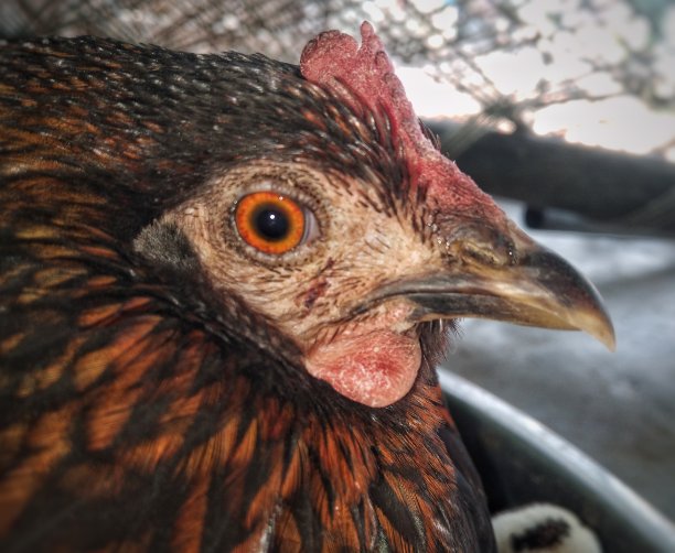 母鸡的侧视图，母鸡的侧视图，母鸡看相机，母鸡看侧面，侧面图像高清，母鸡的侧视图，母鸡的侧视图图片下载