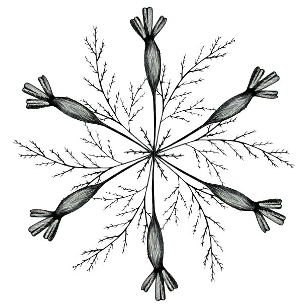 黑白手绘万寿菊圆形构图。图片下载