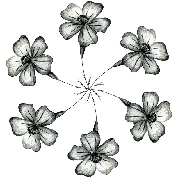 黑白手绘万寿菊圆形构图。图片下载