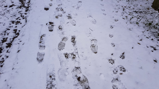 森林中的冬天图片下载