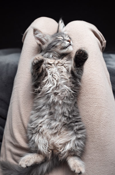 一只可爱的小灰猫在主人身上甜甜地睡着。一只美丽的宠物在中性色调的舒适氛围中。垂直的照片。图片下载