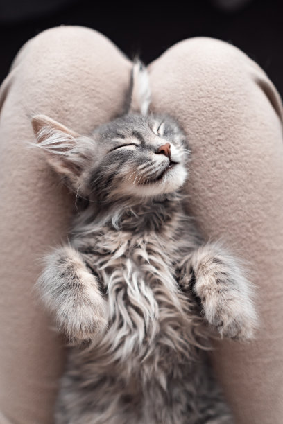 一只可爱的小灰猫在主人身上甜甜地睡着。一只美丽的宠物在中性色调的舒适氛围中。垂直的照片。图片下载