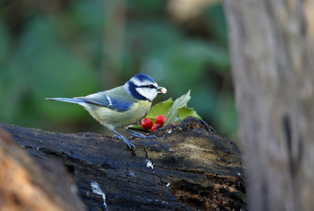 蓝山雀在树林里觅食图片下载
