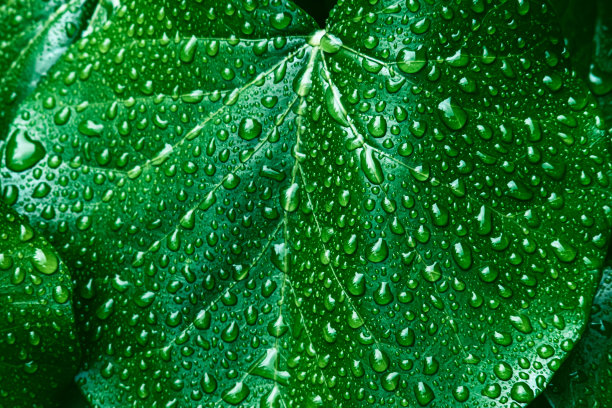 绿色的叶子表面。图片下载