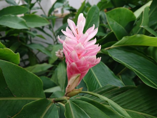 紫姜，红姜，也被称为鸵鸟羽和粉红色的圆锥形姜，是本地马来西亚植物与艳丽的花长鲜艳的红色苞片。它们看起来像盛开的花，但真正的花是上面的小白花。图片下载