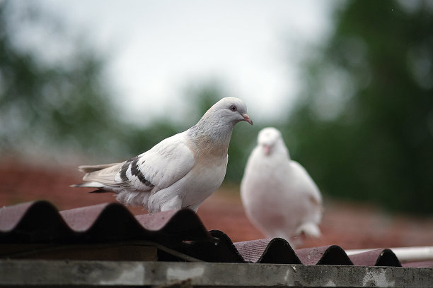鸽子图片下载
