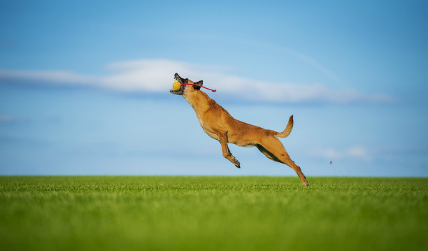 比利时牧羊犬马利诺斯犬，在球场上跳球图片下载