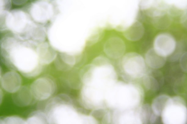 夏日公园里树木的模糊图像图片下载