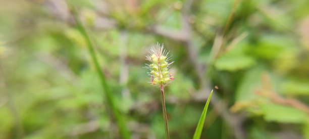 花卉自然之美，背景模糊山水形象图片下载